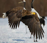 White-tailed Eagle