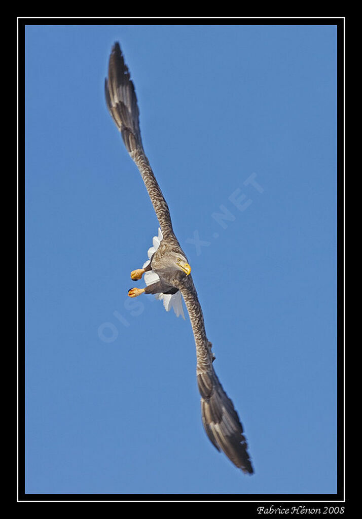 White-tailed Eagle