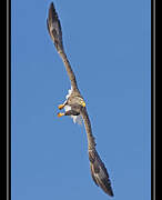 White-tailed Eagle