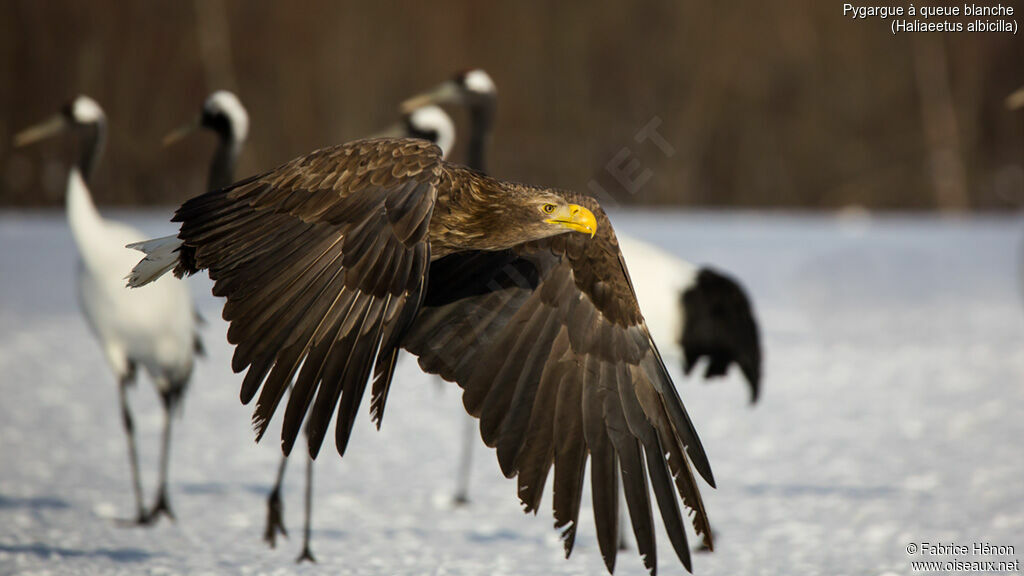 White-tailed Eagleadult, Flight