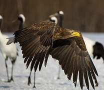 White-tailed Eagle