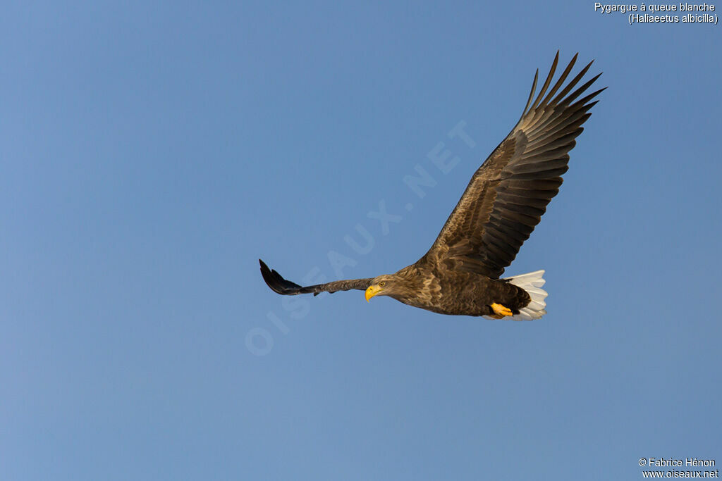 White-tailed Eagleadult, Flight