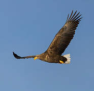 White-tailed Eagle