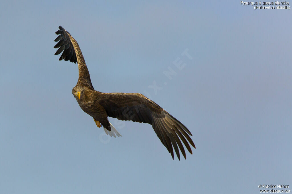 White-tailed Eagleadult, Flight