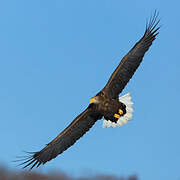 White-tailed Eagle