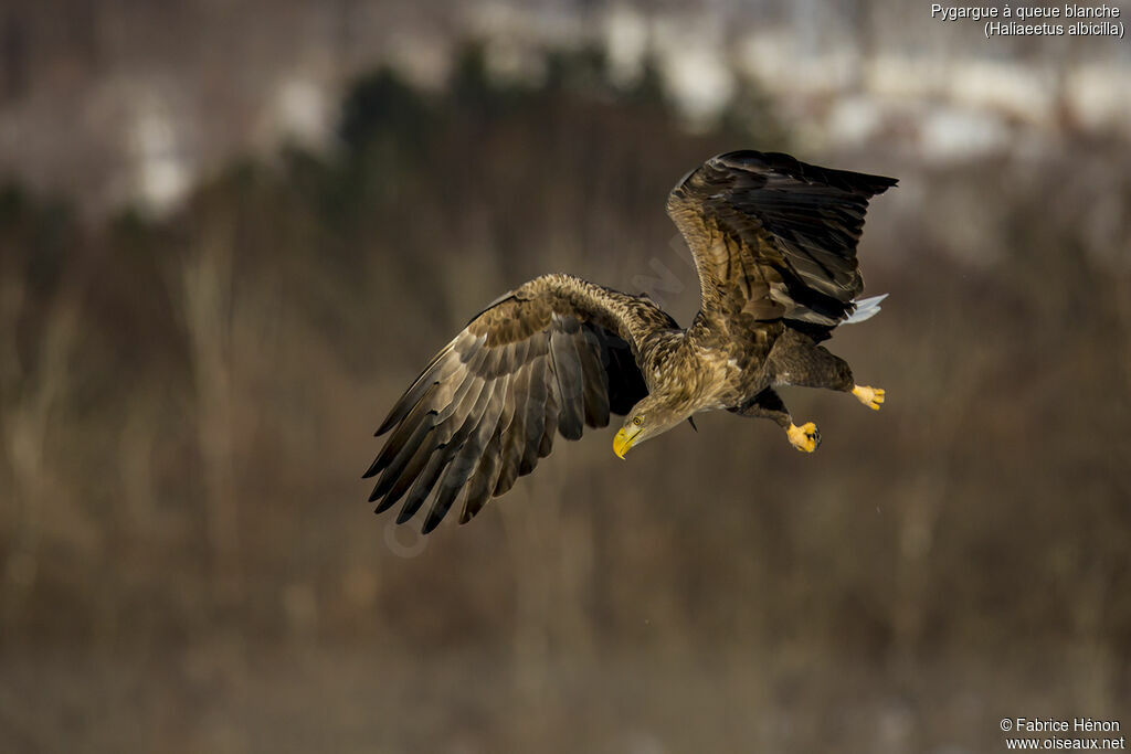 White-tailed Eagleadult, Flight