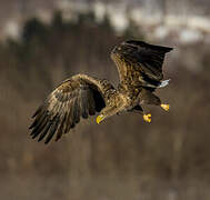 White-tailed Eagle