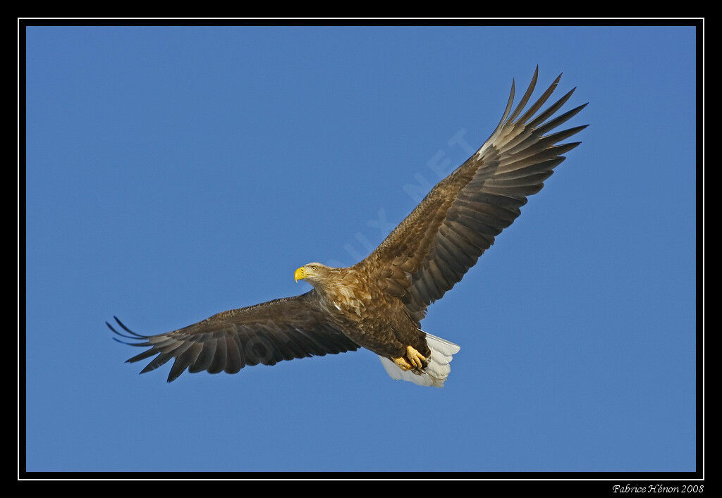 White-tailed Eagle