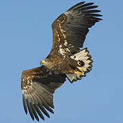 White-tailed Eagle