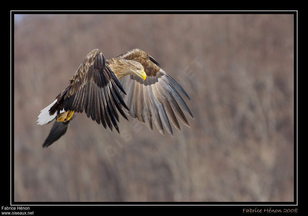 White-tailed Eagleadult, identification, aspect, pigmentation