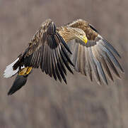 White-tailed Eagle