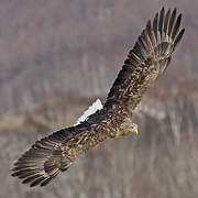 White-tailed Eagle