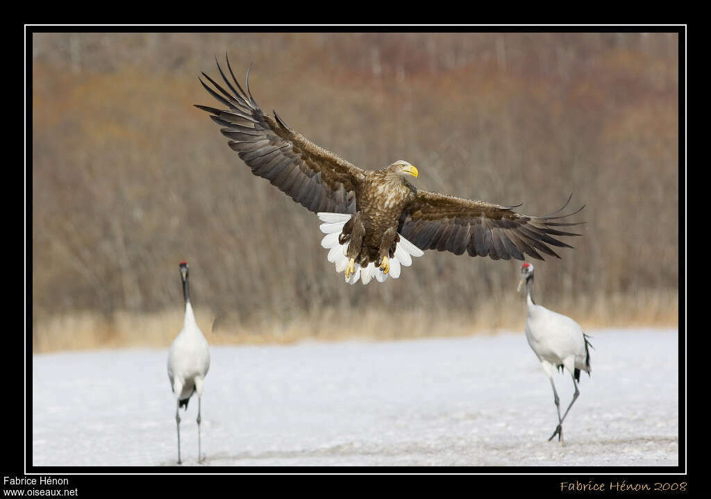 White-tailed Eagleadult, pigmentation, Flight