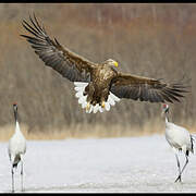 White-tailed Eagle