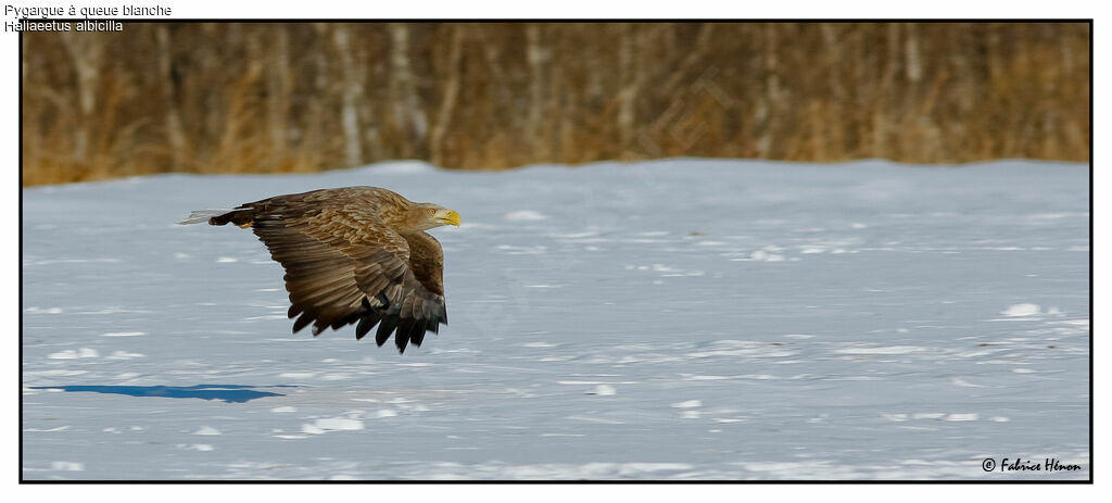 White-tailed Eagleadult, Flight