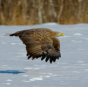 White-tailed Eagle