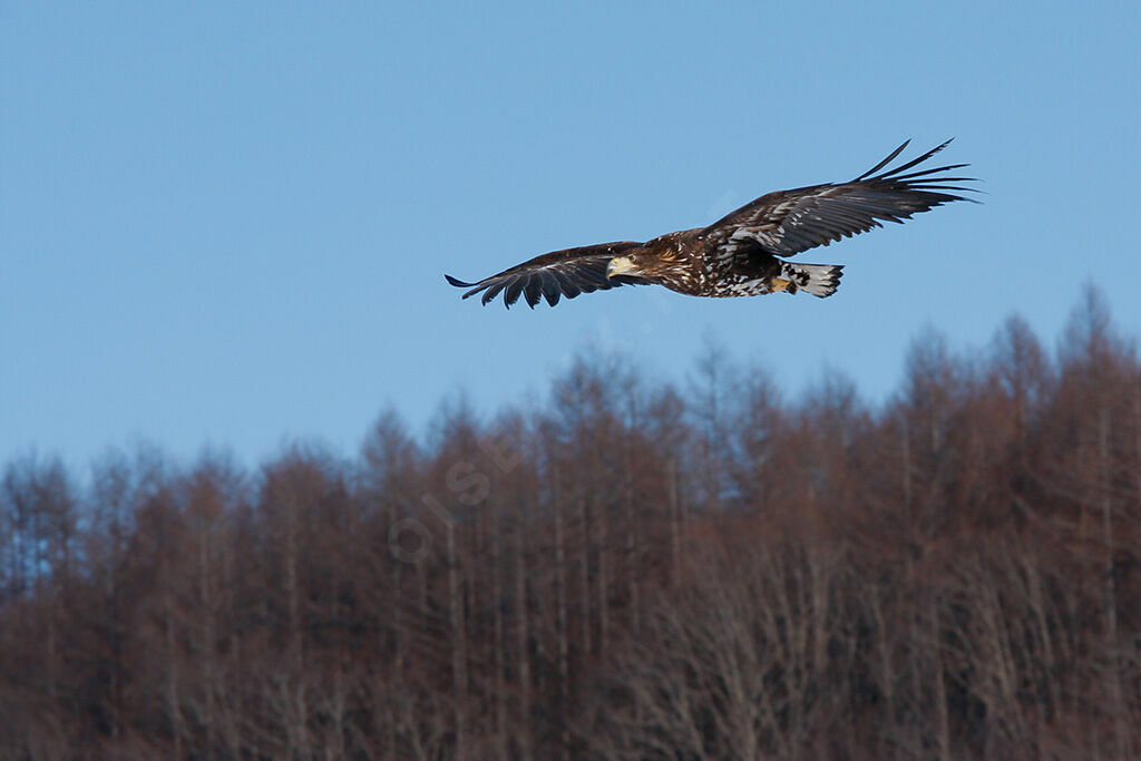 White-tailed Eagle