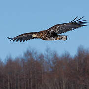 White-tailed Eagle