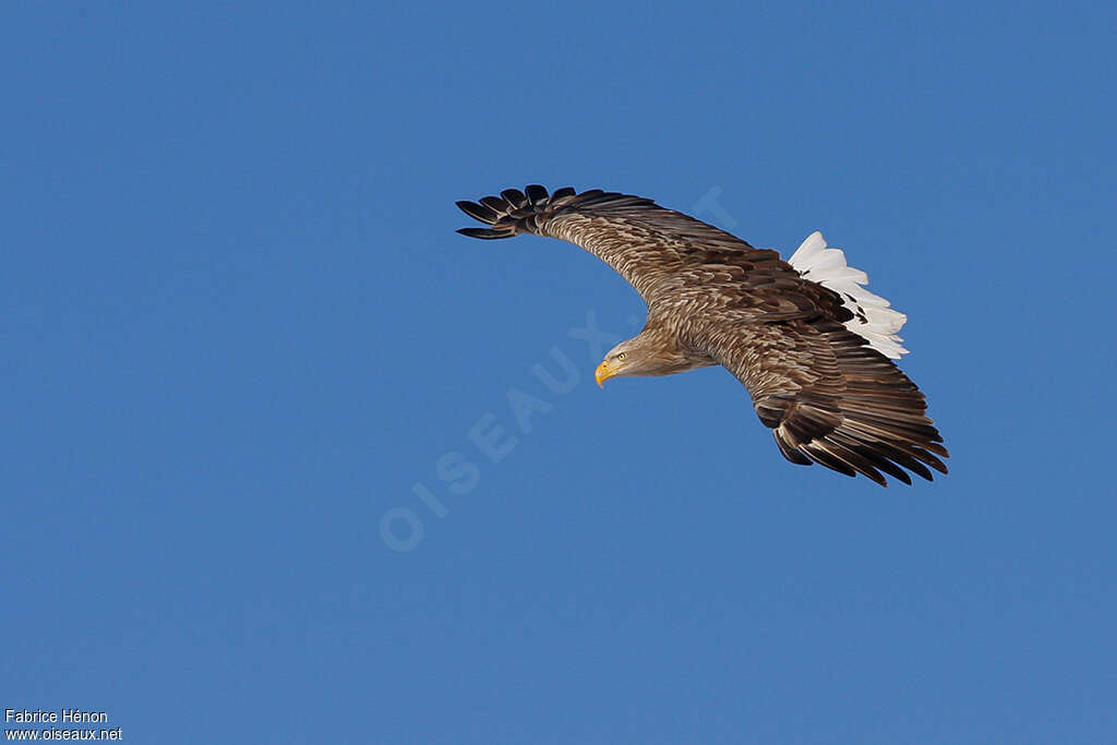 White-tailed Eagleadult, Flight