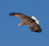 White-tailed Eagle