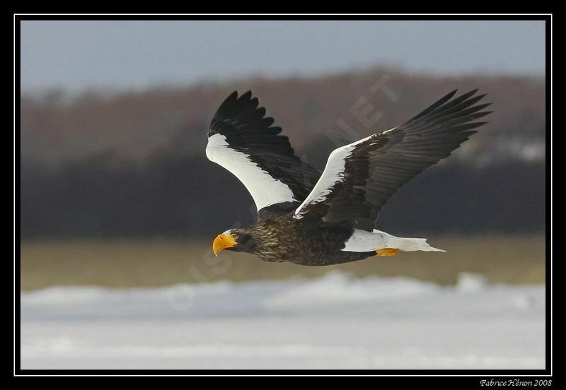 Steller's Sea Eagle