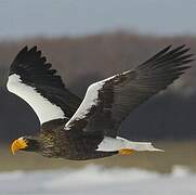 Steller's Sea Eagle