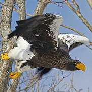 Steller's Sea Eagle