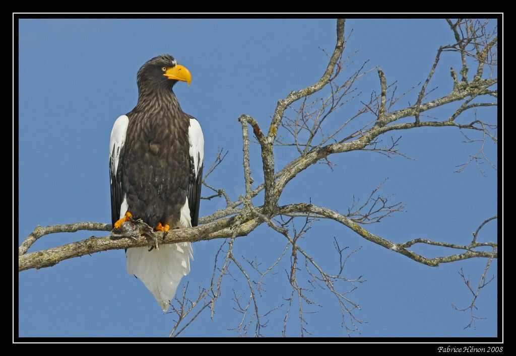 Steller's Sea Eagleadult post breeding