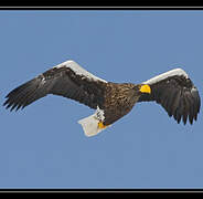 Steller's Sea Eagle