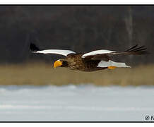 Steller's Sea Eagle