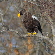 Steller's Sea Eagle