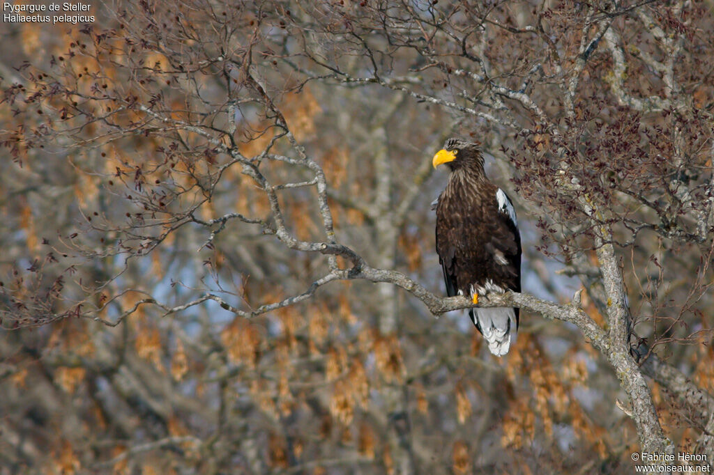 Steller's Sea Eagleadult