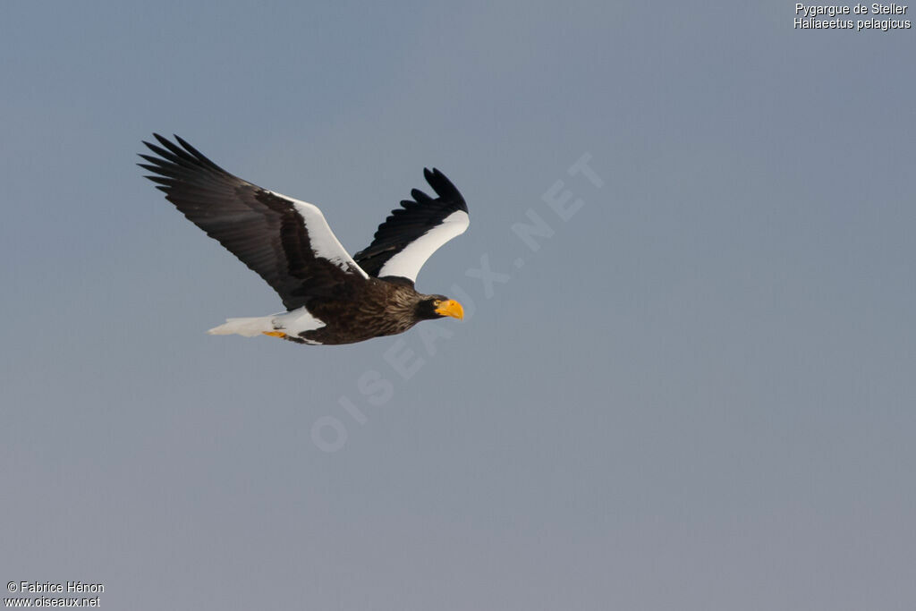 Steller's Sea Eagleadult, Flight