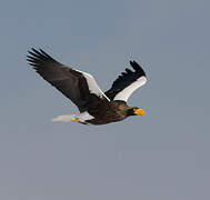 Steller's Sea Eagle