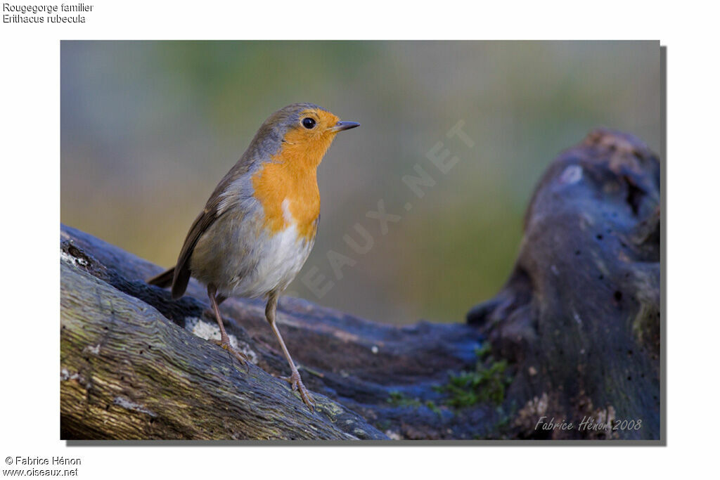 European Robin