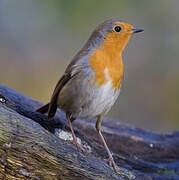 European Robin