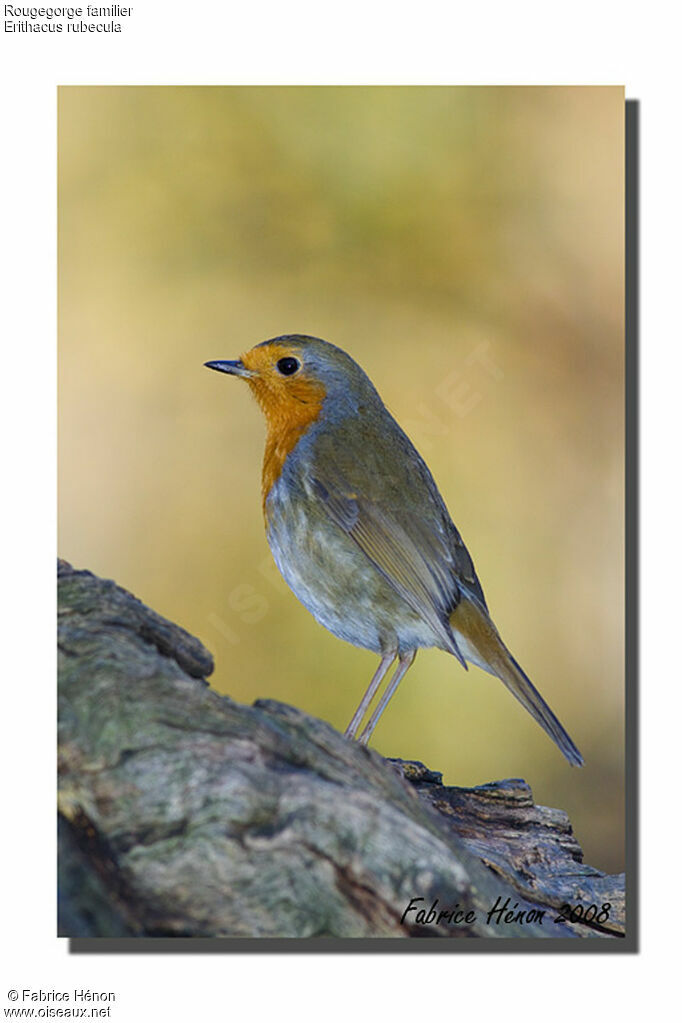 European Robin