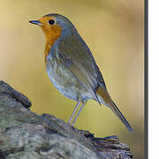 European Robin