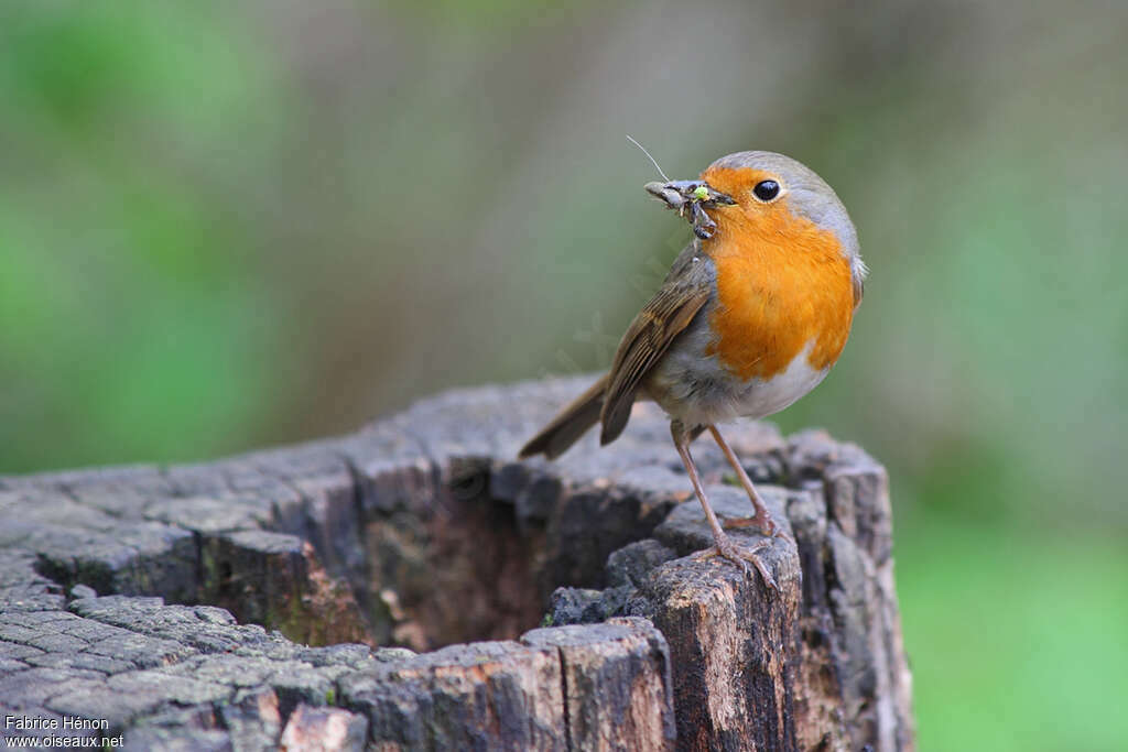 European Robin male adult, feeding habits, Behaviour