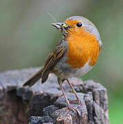 European Robin