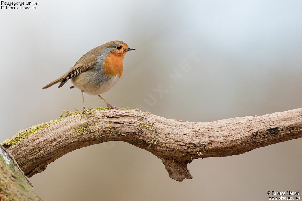 European Robinadult