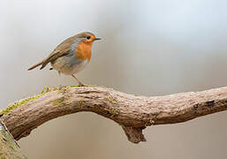 European Robin