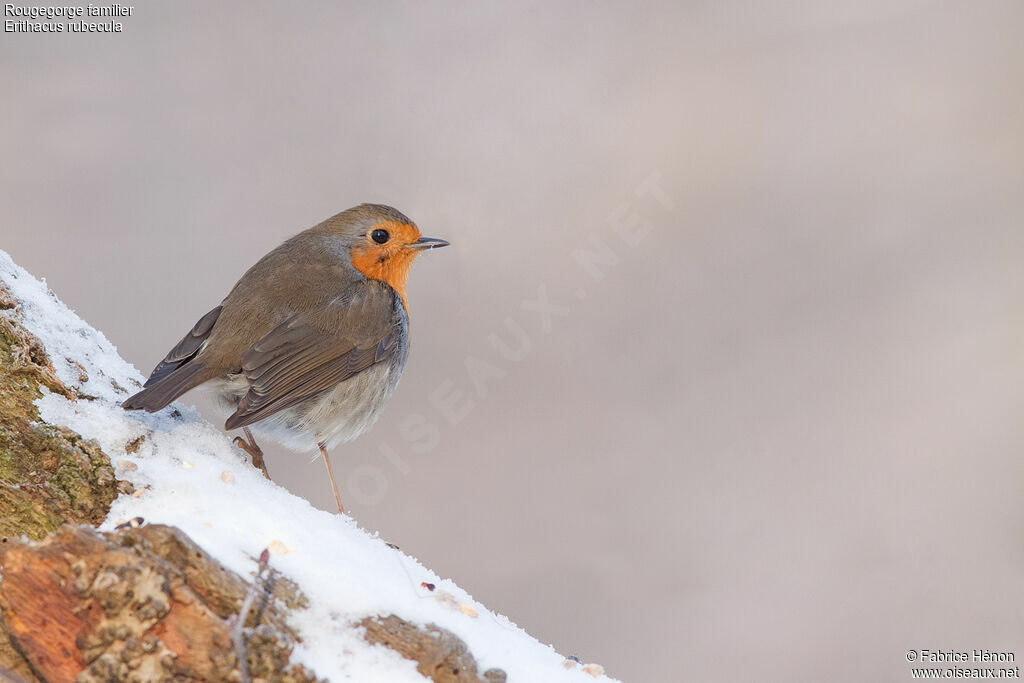 European Robinadult