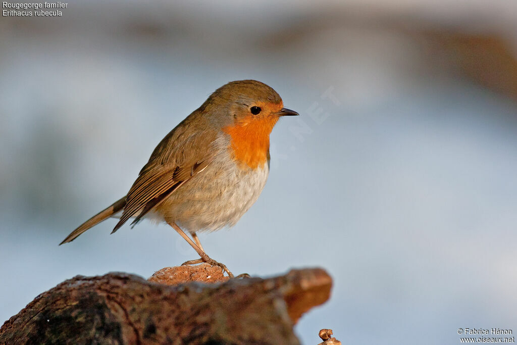 European Robinadult, identification