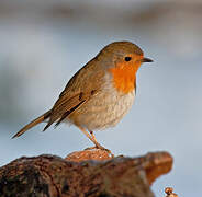 European Robin