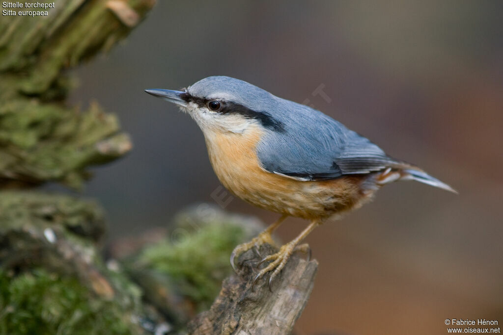 Eurasian Nuthatchadult, identification