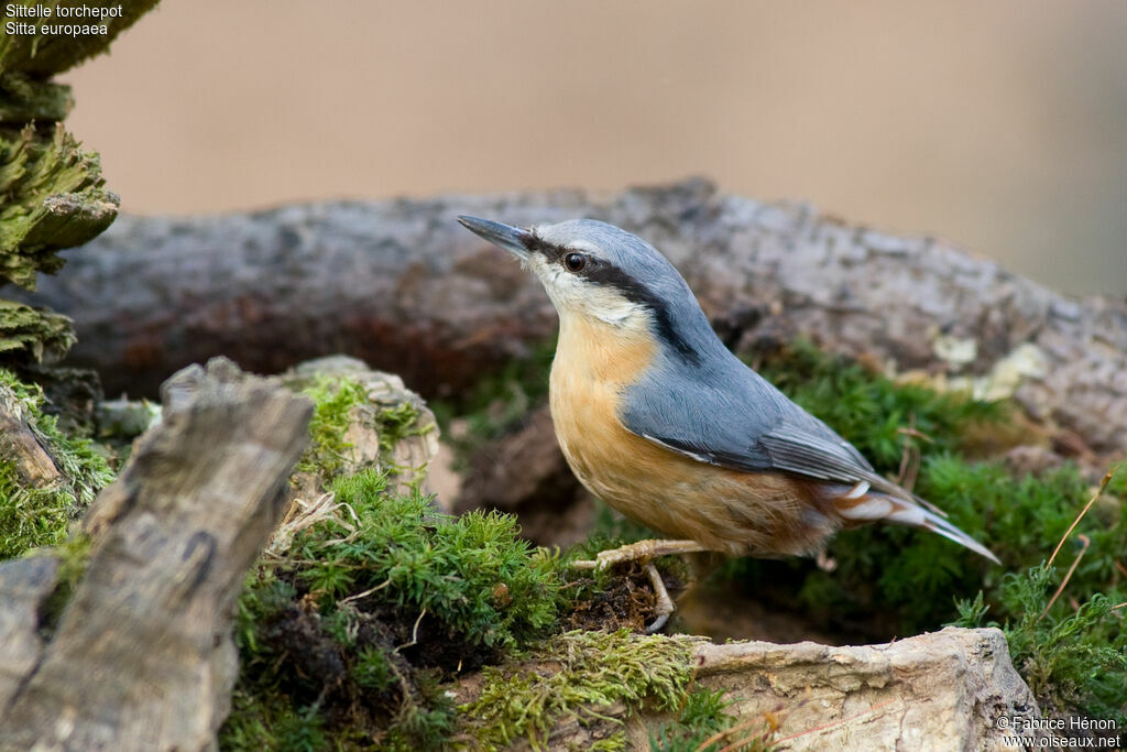 Eurasian Nuthatchadult, identification