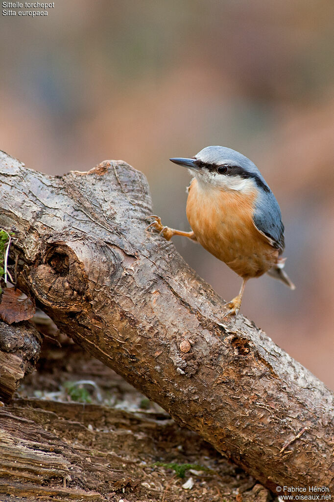 Eurasian Nuthatchadult