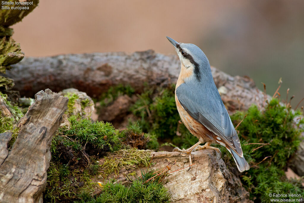 Eurasian Nuthatchadult