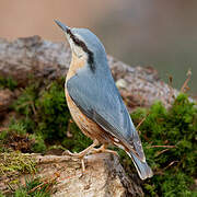 Eurasian Nuthatch